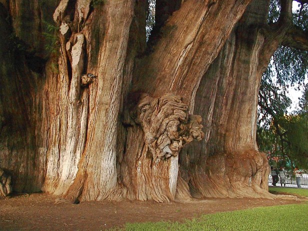 oaxaca02-oldest-tree-trunk